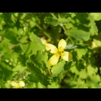 Herbe-aux-verrues - Chelidonium Majus (fam Papaveracees) (Europe & Afrique du nord) (03)